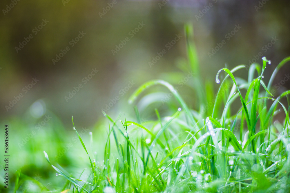 Fresh green grass in sunny summer day in park. Beautiful natural countryside landscape with blurry background Fresh green grass in sunny summer day in park. Beautiful natural countryside landscape with blurry background