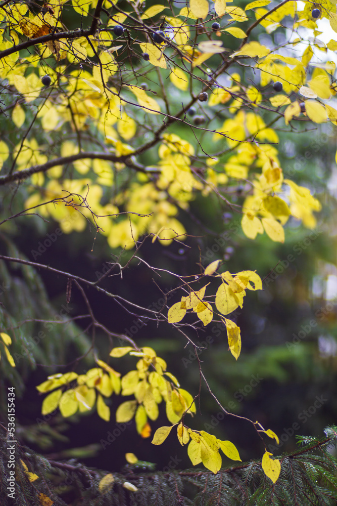 Tree branch with colorful autumn leaves close up. Autumn background. Beautiful natural strong blurry background with copyspace