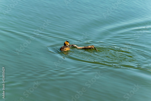 The bird Podiceps cristatus. A bird hunting on the lake for fish for small chicks. Wildlife. A series of pictures