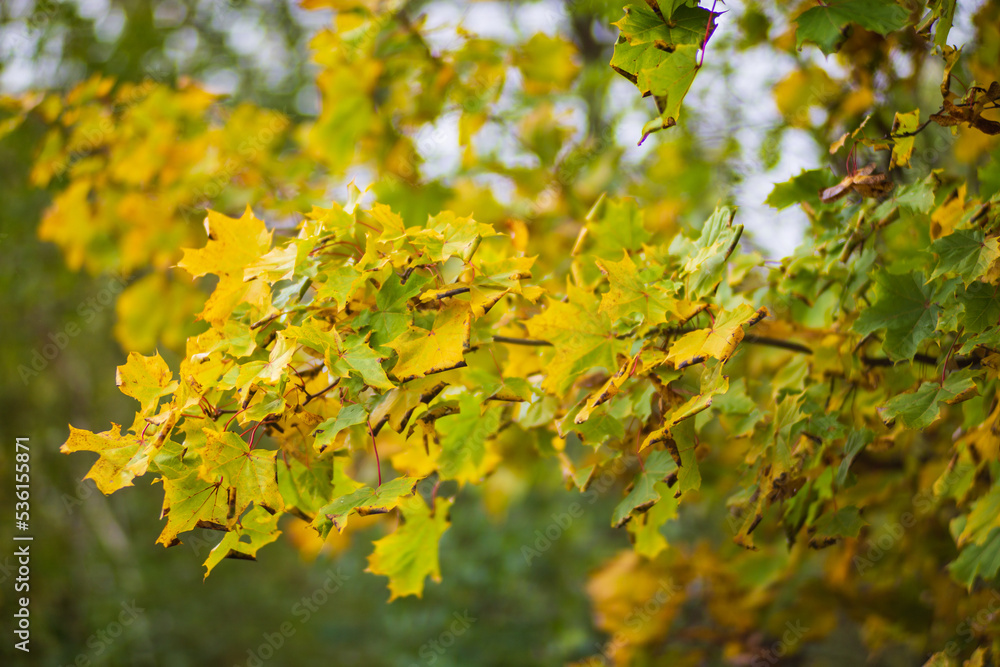Tree branch with colorful autumn leaves close up. Autumn background. Beautiful natural strong blurry background with copyspace Tree branch with colorful autumn leaves close up. Autumn background. Beautiful natural strong blurry background with copyspace