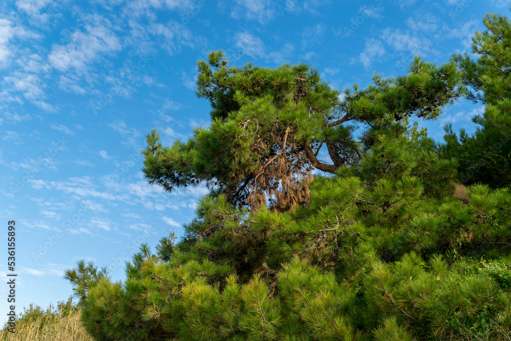 Fototapeta premium Cones on a green pine tree, against a blue sky.