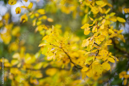 Tree branch with colorful autumn leaves close up. Autumn background. Beautiful natural strong blurry background with copyspace