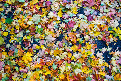 Autumn fallen maple leaves on asphalt, yellow, green. Autumn leaves spread out on the wet and black asphalt.