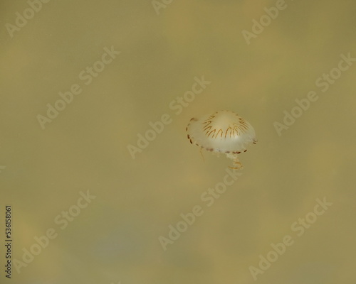 Wallpaper Mural Eine durchsichtige Qualle mit dunkel braune Flecken schwimmt im hell gelbe, von Sonnenlicht beleuchtete Meereswasser. Torontodigital.ca