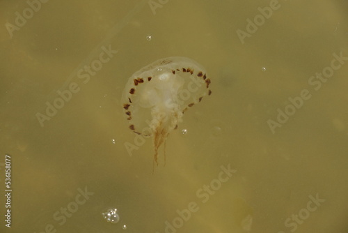 Wallpaper Mural Eine durchsichtige Qualle mit dunkel braune Flecken schwimmt im hell gelbe, von Sonnenlicht beleuchtete Meereswasser. Torontodigital.ca