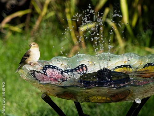 Obraz na płótnie American Goldfinch in the bird bath w salonie