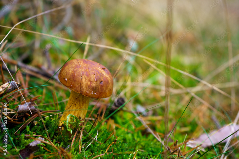 Bay bolete mushroom growing in the forest meadow. Edible brown fungus on the forest clearing with copy space background. Bay bolete mushroom growing in the forest meadow. Edible brown fungus on the forest clearing with copy space background.