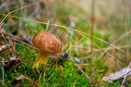 Bay bolete mushroom growing in the forest meadow. Edible brown fungus on the forest clearing with copy space background.