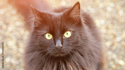 Obraz na plátně Fluffy black cat sits looking around against blurred background