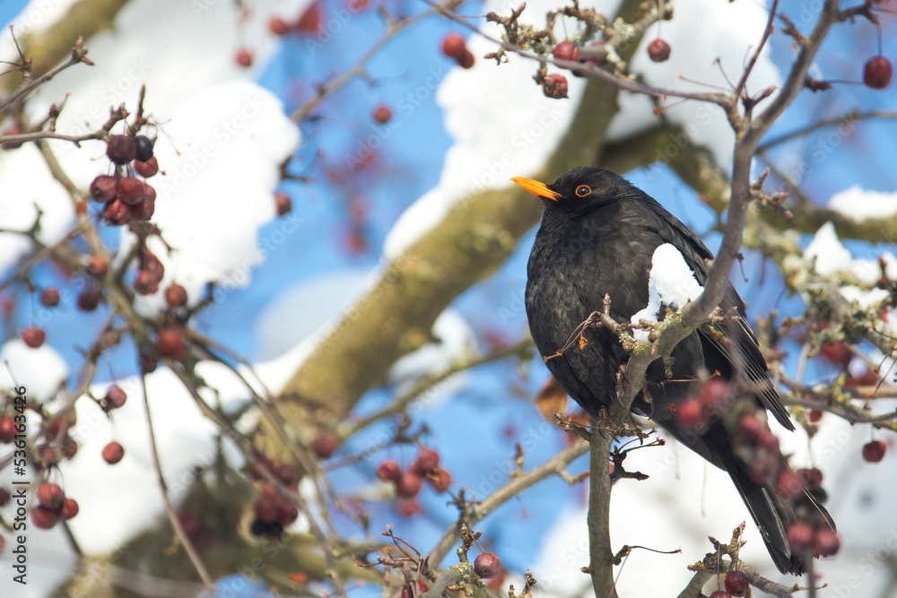 Eine Amsel sitzt im Winter in einem Busch mit Schnee und roten Beeren, Turdus merula