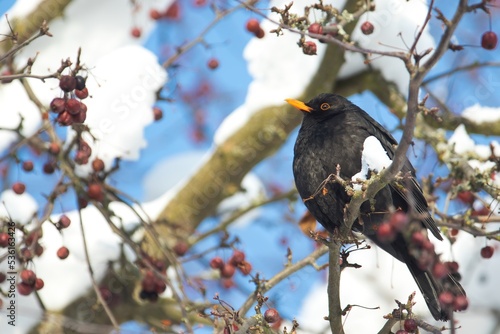 Obraz na płótnie Eine Amsel sitzt im Winter in einem Busch mit Schnee und roten Beeren, Turdus merula w salonie