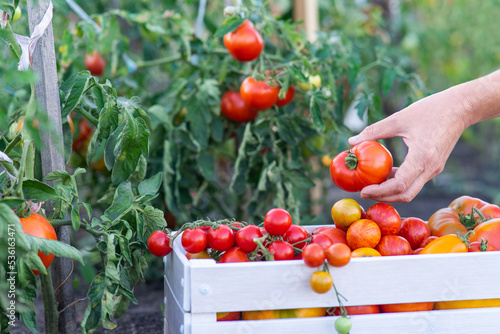 Close-up of a hand holding a ripe red tomato. Harvesting in a white wooden box. Tomatoes in the open field. Blurred foreground. Copy space.