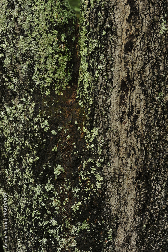 Bark and moss perfect together