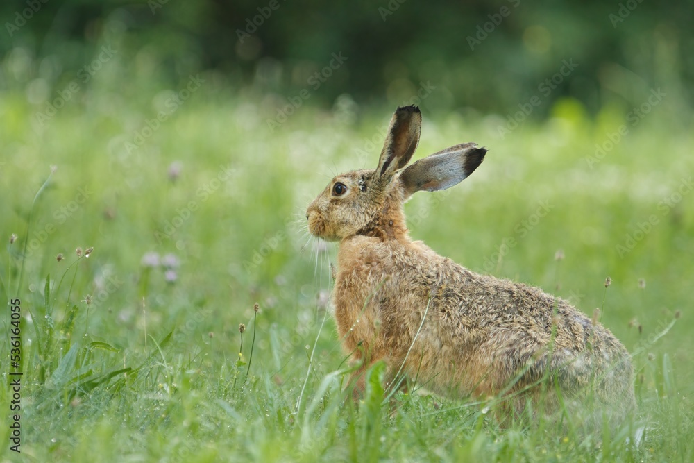 Ein Feldhase sitzt im Sommer in einer grünen Wiese, Lepus europaeus