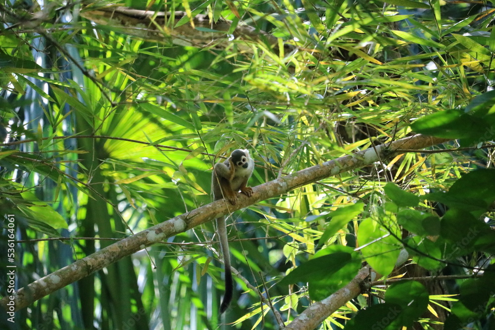 monkey in amazonas monkey in amazonas