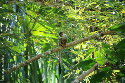 monkey in amazonas © ignacio