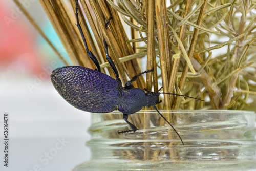 purple ground beetle closeup on grass, beetle on dry grass