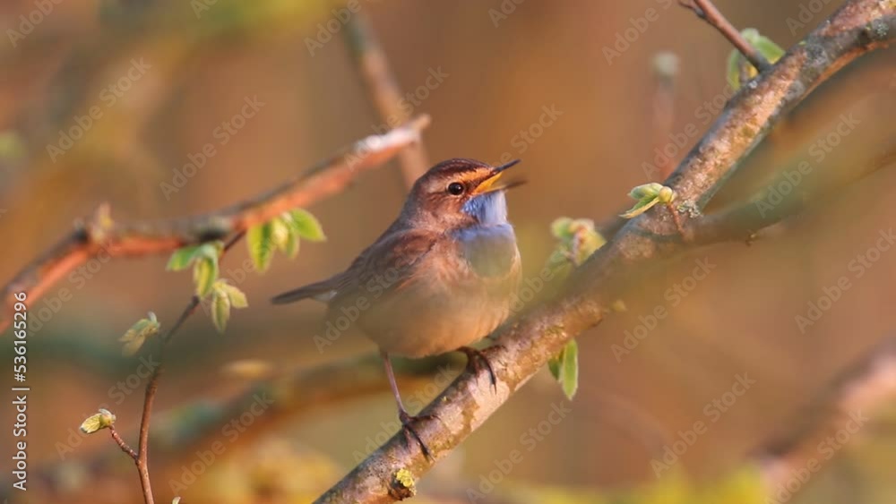 Podróżniczek (Luscinia svecica) Podróżniczek (Luscinia svecica)
