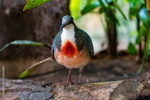 LUZON BLEEDING HEART DOVE