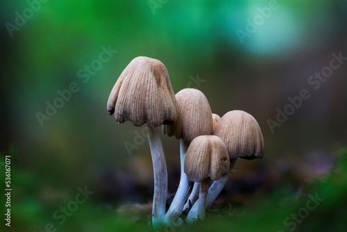 mushroom in the forest