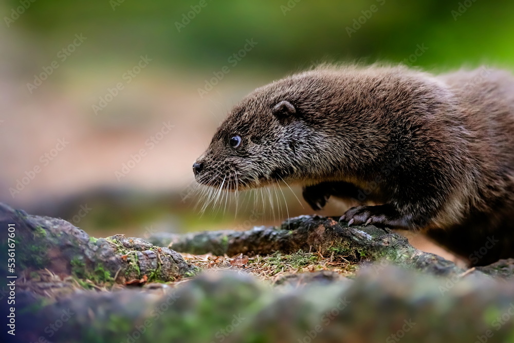 Close-up portrait of a river otter in its natural environment.
It is also known as the European otter, Eurasian river otter, common otter, and Old World otter. Native to Eurasia. Lutra lutra.
Close-up portrait of a river otter in its natural environment.
It is also known as the European otter, Eurasian river otter, common otter, and Old World otter. Native to Eurasia. Lutra lutra.