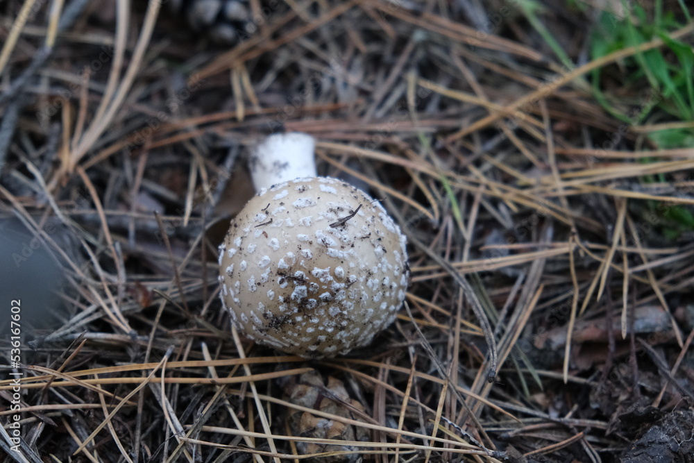 Red fly agaric or Pale grebe, a green deadly poisonous mushroom from the genus Amanita. Dangerous mushroom picking in the forest. boletus white. forest food Red fly agaric or Pale grebe, a green deadly poisonous mushroom from the genus Amanita. Dangerous mushroom picking in the forest. boletus white. forest food