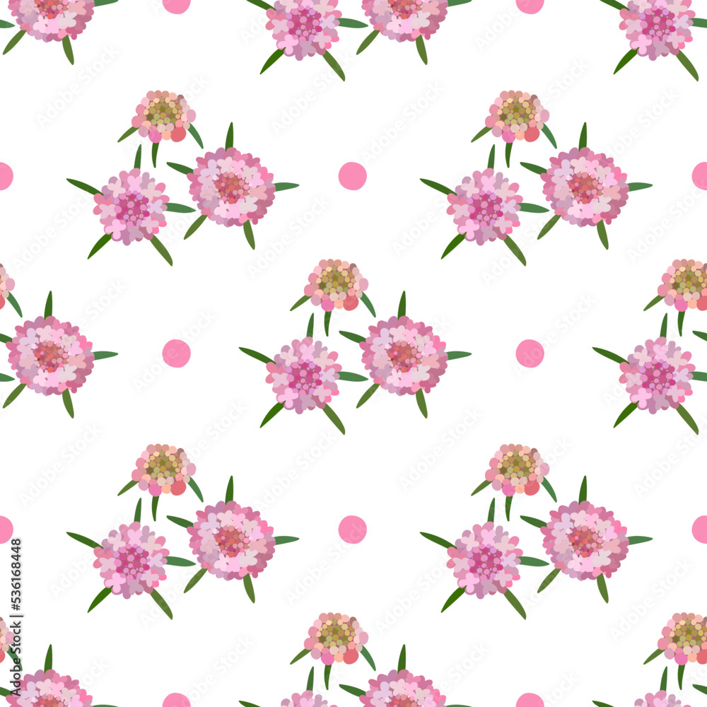Starflowers. Scabiosa with leaves. Fresh garden flowers. Floral seamless pattern with pink dots. 