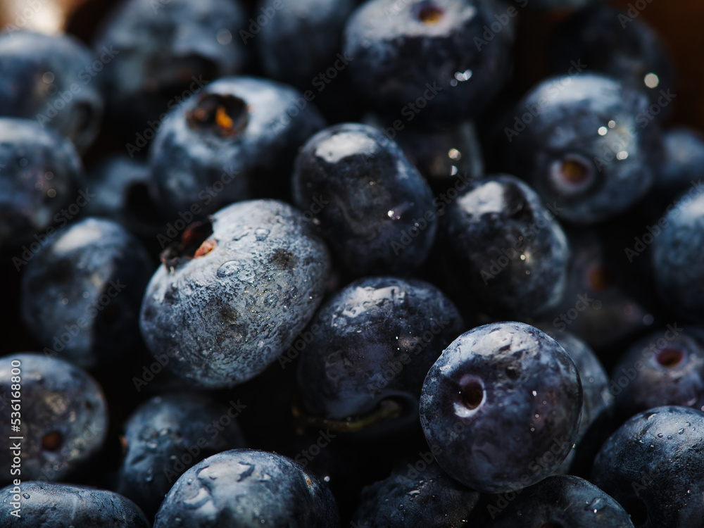 Lots of ripe blueberry berries. Rich harvest, forestry and farming, ecology, environmental protection. Vitamins, healthy nutrition, healthy lifestyle. Background, wallpaper, texture. Lots of ripe blueberry berries. Rich harvest, forestry and farming, ecology, environmental protection. Vitamins, healthy nutrition, healthy lifestyle. Background, wallpaper, texture.