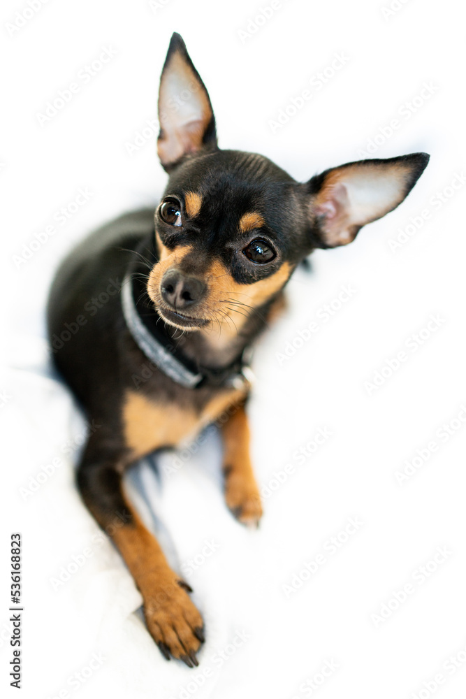 Exposition puppy, dog on a white background. Lying dog Exposition puppy, dog on a white background. Lying dog