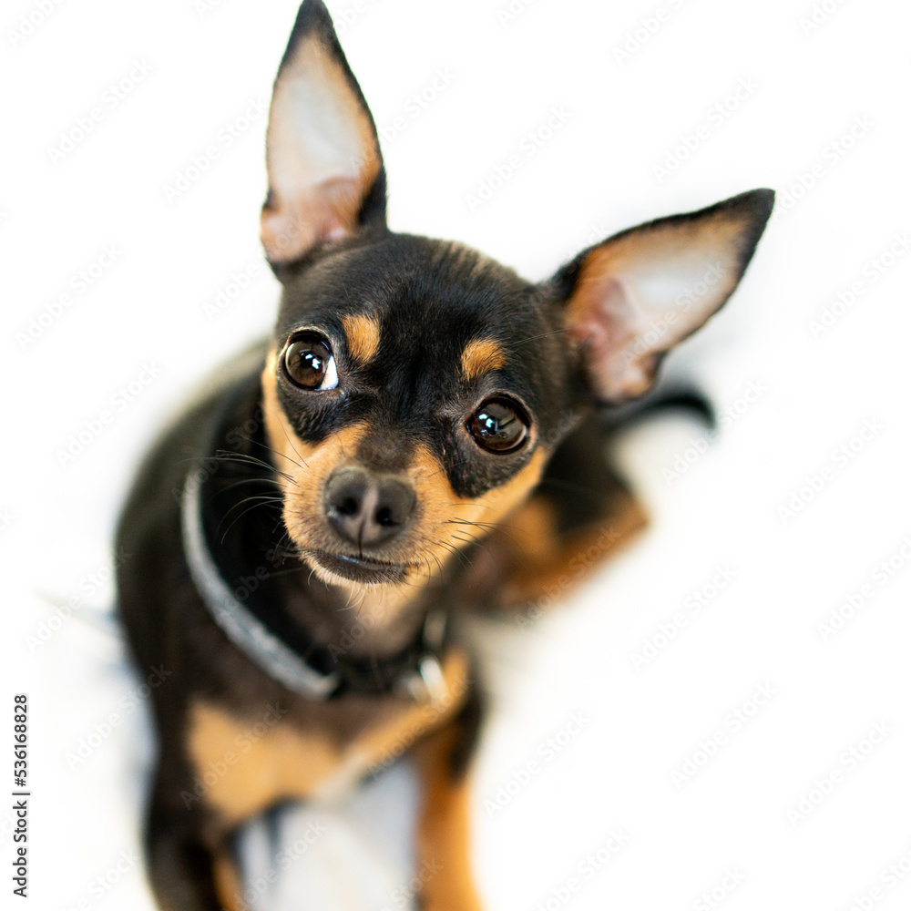 Exposition puppy, dog on a white background. Lying dog Exposition puppy, dog on a white background. Lying dog