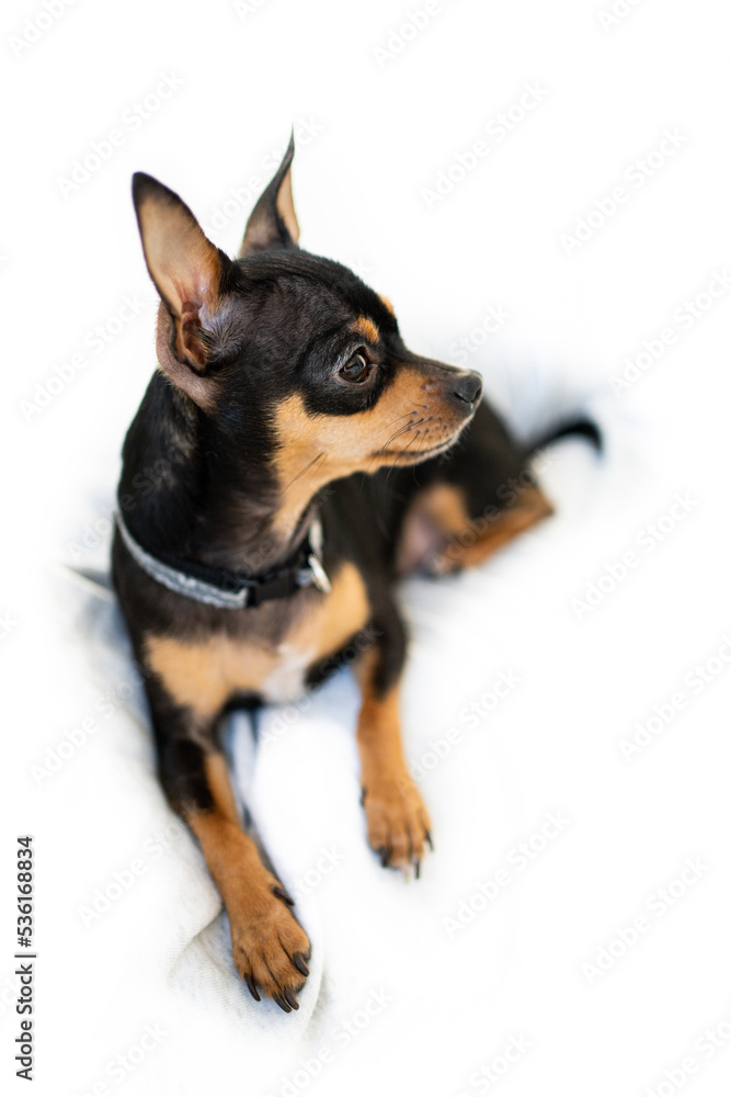 Exposition puppy, dog on a white background. Lying dog