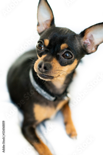 Exposition puppy, dog on a white background. Lying dog