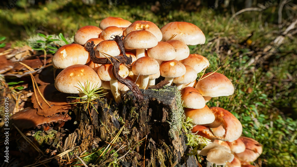 Fototapeta premium Mushrooms, forest and silence. Forest stump invaders