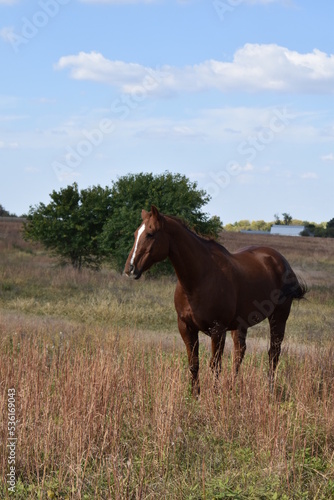 Brown Horse in a Farm Field
