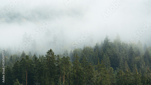 Amazing mystical rising fog forest trees landscape in black forest ( Schwarzwald ) Germany panorama banner - Dark mood....