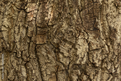 Bark pattern is seamless texture from tree. For background wood work, Bark of brown hardwood, thick bark hardwood, residential house wood. nature, trunk, tree, bark, hardwood, trunk, tree, trunk © Irina Mikhailichenko