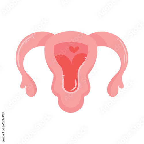 female uterus organ