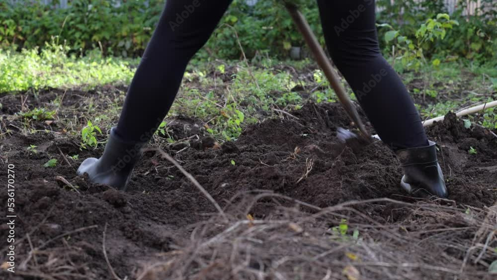 Harvesting potatoes in the field, autumn harvest close-up, wet soil on the farm Harvesting potatoes in the field, autumn harvest close-up, wet soil on the farm