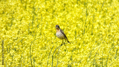 Rapeseed time, yellow field with flowers and bird, the whinchat.