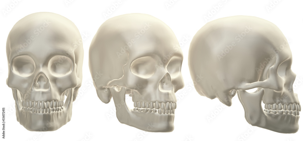 human skull, skeleton, head, halloween human skull, skeleton, head, halloween