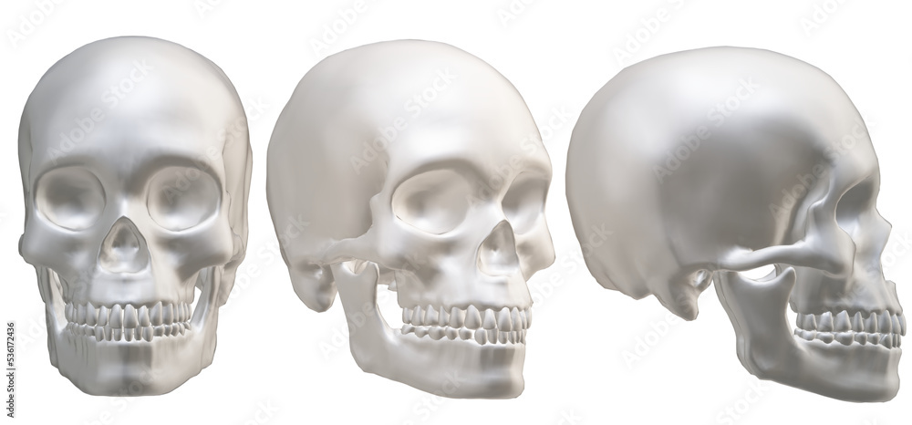 human skull, skeleton, head, halloween human skull, skeleton, head, halloween