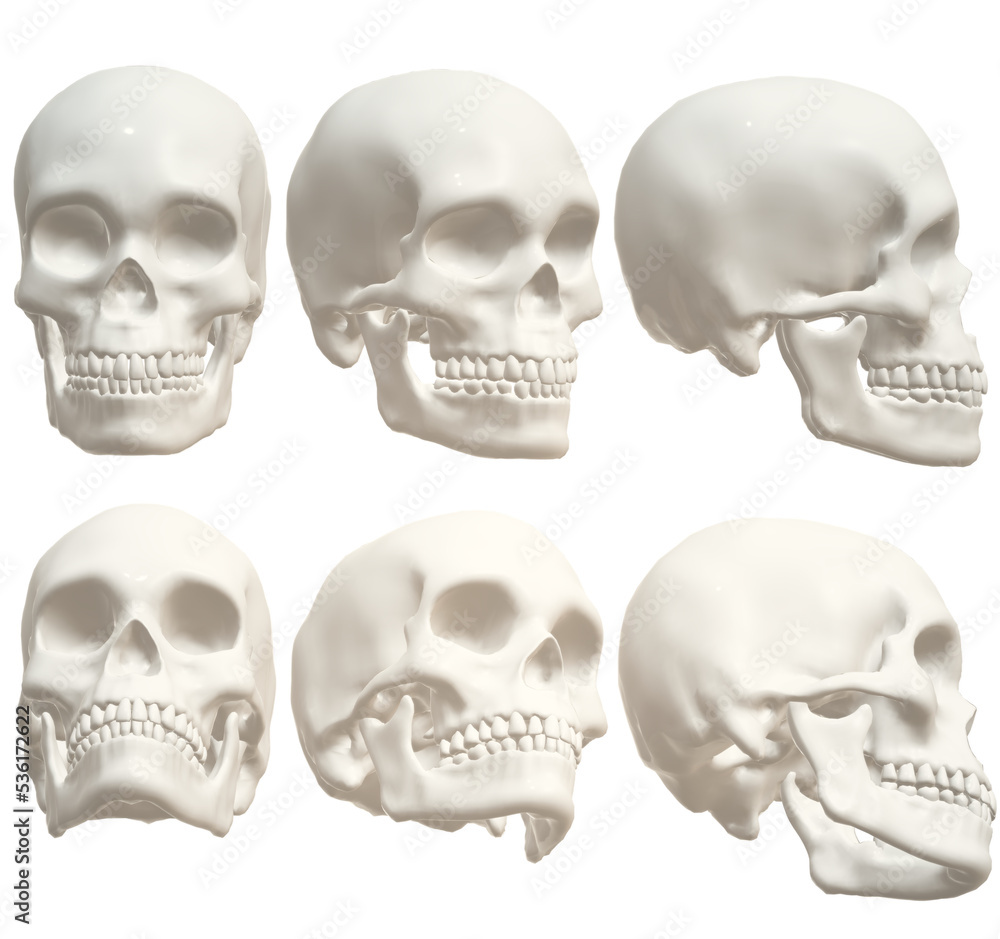 human skull, skeleton, head, halloween human skull, skeleton, head, halloween