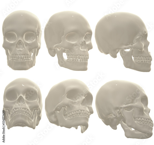  human skull, skeleton, head, halloween