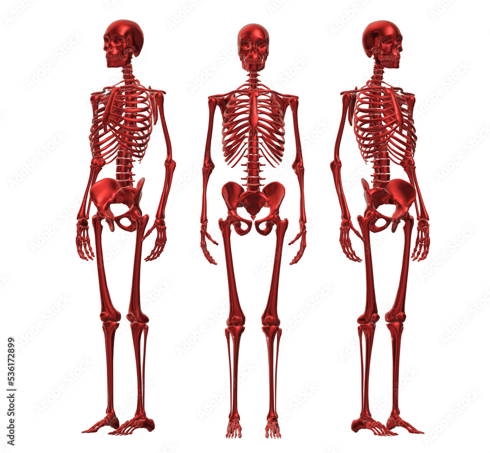 human skull, skeleton, head, halloween human skull, skeleton, head, halloween