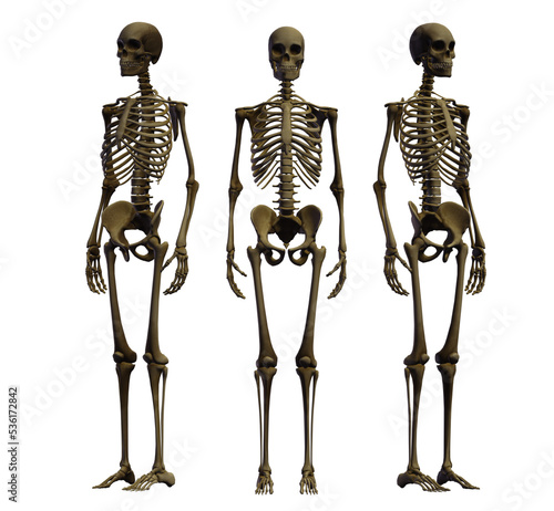  human skull, skeleton, head, halloween