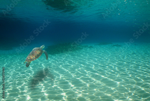 sea ​​turtle in its natural environment in the caribbean sea
