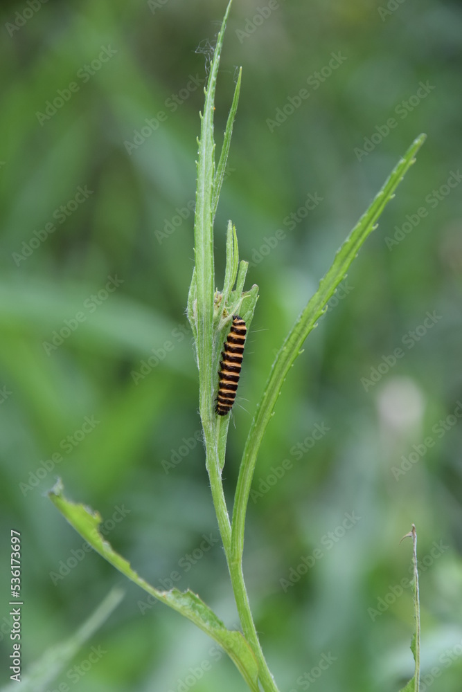 Caterpillar of the Tyria jacobaeae