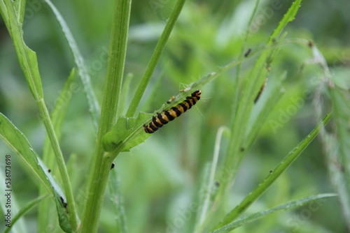 Caterpillar of the Tyria jacobaeae