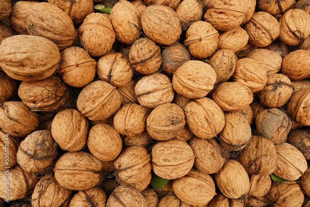 Closeup on a bunch of seasonal nutritional healthy brown closed walnuts collected form the garden Closeup on a bunch of seasonal nutritional healthy brown closed walnuts collected form the garden