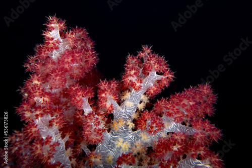 Coral reefs of the Fiji Islands © Phil Garner